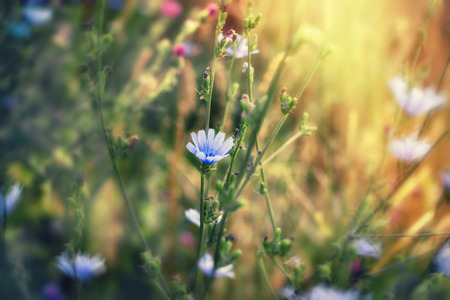 Beautiful blue meadow flowersの写真素材
