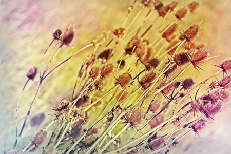 Thistle field - burdock fieldの写真素材