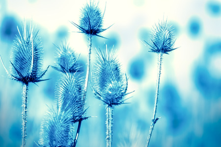 Thistle - thistle fieldの写真素材