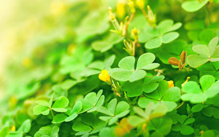 Green clover and little yellow flowersの写真素材