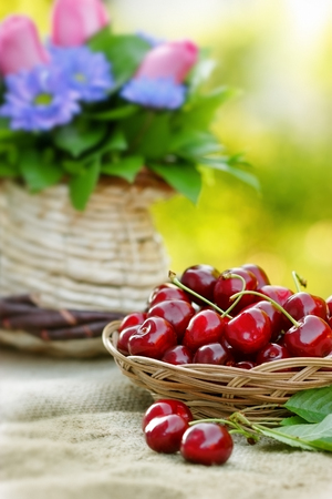 Fresh organic cherries in wicker basketの写真素材