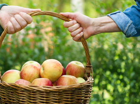 Basket full of apples in the handsの写真素材