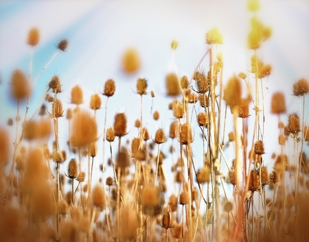 Thistle field - feld of dry thistle dry burdockの写真素材