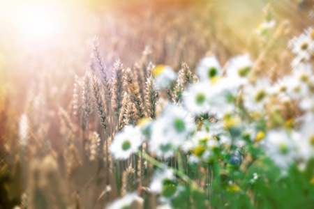 Wheat field in late afternoonの写真素材