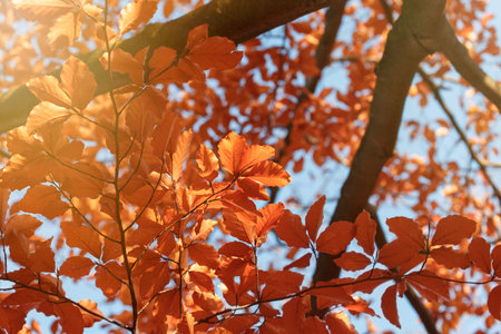 Tree top - leaves illuminated by autumn sunlight