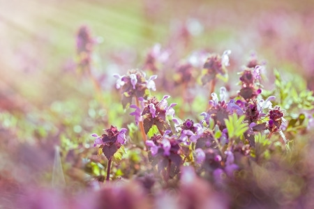 Purple flowers lit by the spring sunshineの写真素材