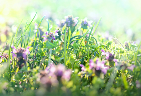 Little purle flowers in meadowの写真素材