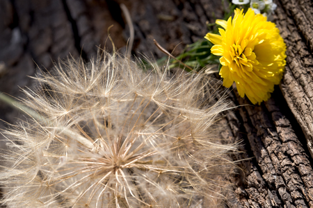 Dandelion seeds close upの写真素材