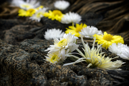 White and yellow flowers on rustic, canvas backgroundの写真素材