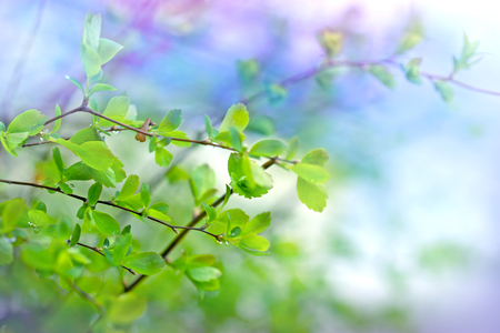 Spring leaves lit by sun rays - sunlightの写真素材
