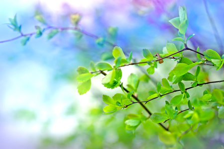 Young spring leaves lit by sunlight