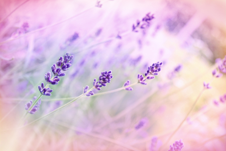 Soft focus on lavender flowerの写真素材