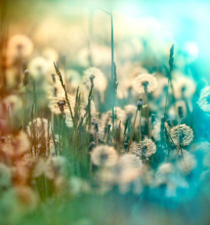Soft focus on dandelion seed - fluffy blow ball dandelionの写真素材