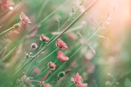 Meadow flowersの写真素材