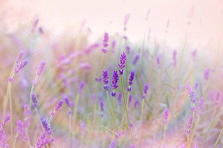 Beautiful lavender in flower garden