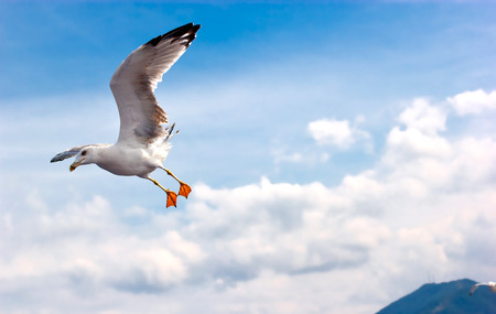 Seagull  flyingの写真素材