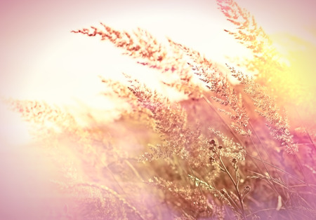 Beautiful high grass in meadowの写真素材