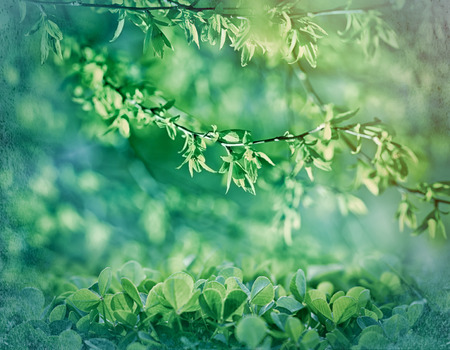 Selective focus on spring leavesの写真素材