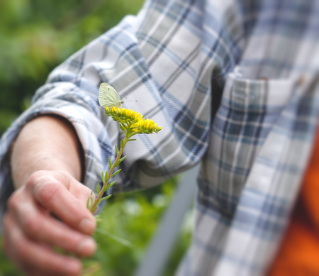 White butterfly on yellow flower in handの写真素材
