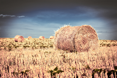 Late afternoon in wheat field with straw balesの写真素材