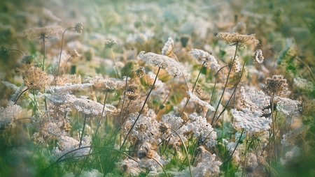 Meadow of white flowersの写真素材