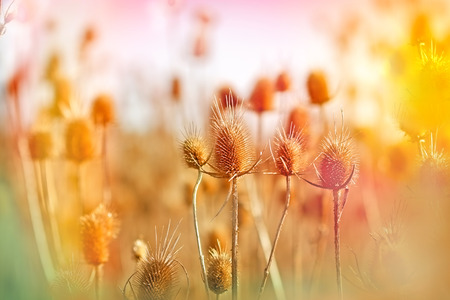 Thistle field - field of dry thistle (dry burdock)の写真素材