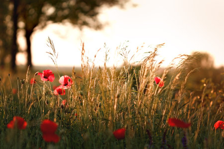 Red poppy flower in late afternoon