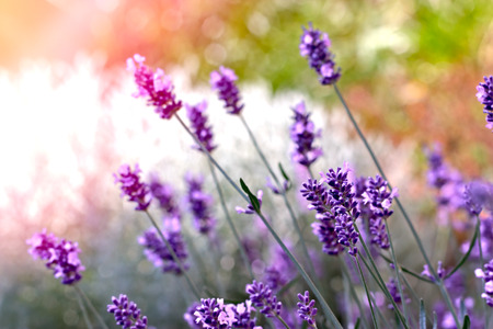 Lavender flower i flower gardenの写真素材