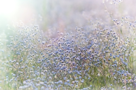 Field of flowers - daisy flowersの写真素材