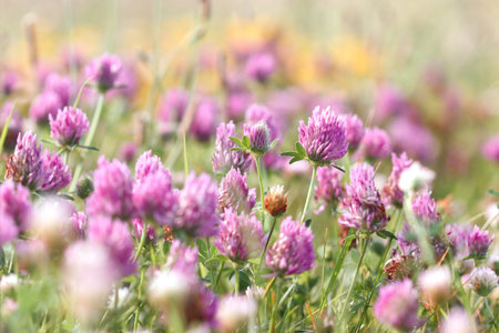 Flowering red clover in meadow - springtime