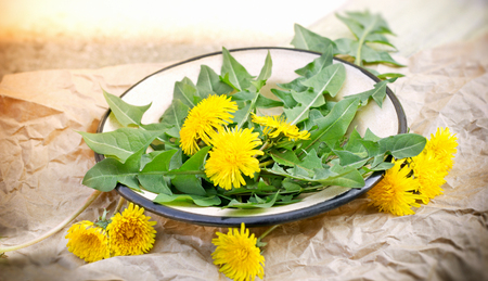 Edible dandelion leaves (fresh-picked leaves)の写真素材