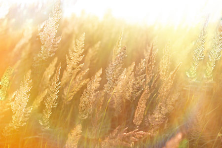 Beautiful high grass, grass seeds lit by sun rays (sunbeams)