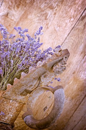 Dry lavender and rustic iron (old iron)の写真素材