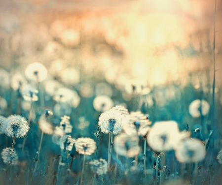 Selective focus on dandelion seeds - meadow in springの写真素材