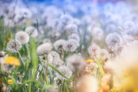 Selective focus on dandelion seeds in meadowの写真素材