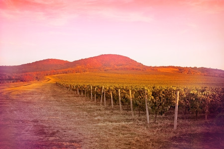 Vineyard - fertile vineyardsの写真素材
