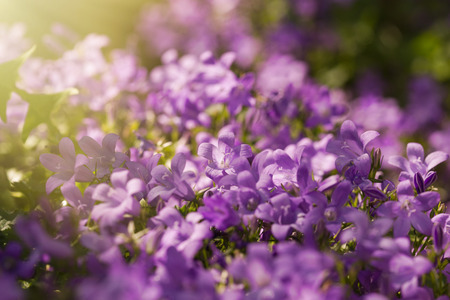 Purple flowers in meadow - spring meadow lit by sunlightの写真素材