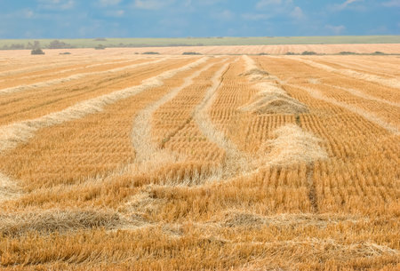 Wheat field after harvest - after mown wheat stubble remains