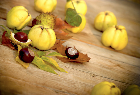 Quince - apple quince (autumn fruit)の写真素材