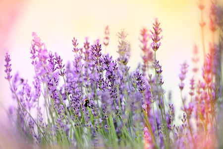 Beautiful lavender flowers in flower garden lit by sunlightの写真素材