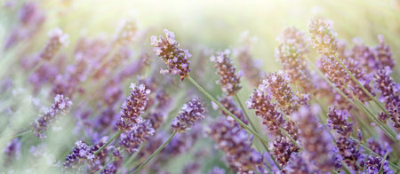 Lavender flower in my flower garden, lavender flower lit by sun raysの写真素材