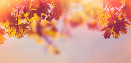 Beautiful autumn leaves lit by sunlight in late afternoonの写真素材