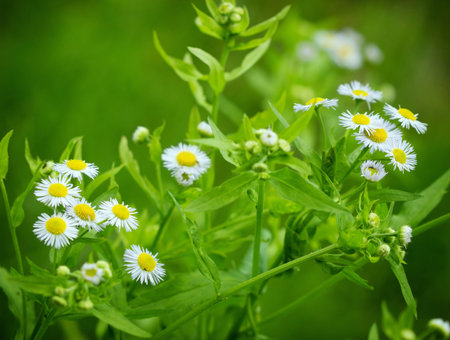 Little daisy flower in meadow