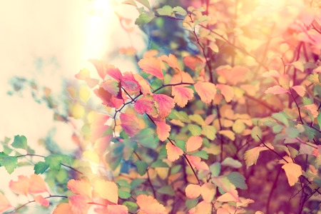 Beautiful colorful leaves in autumn - beautiful nature in autumnの写真素材