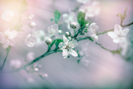 Beautiful nature in spring - flowering, blooming fruit treeの写真素材