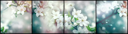 Flowering, blooming branch of fruit treeの写真素材