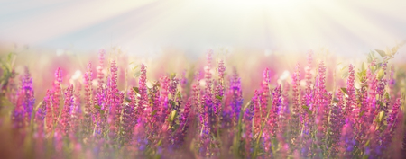 Beautiful meadow in spring - flowering purple flowersの写真素材