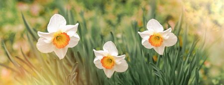 Flower daffodils, narcissus flower in springtime in spring flower gardenの写真素材