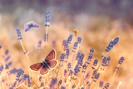 Butterfly flying over lavender, butterflies on lavender, beautiful nature in gardenの写真素材