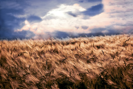 Wheat field and cloudy sky in late afternoon - beautiful landscapeの写真素材